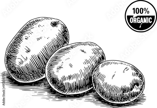 Hand Drawn of Potatoes with 100 Percent Organic Seal White Background food natural