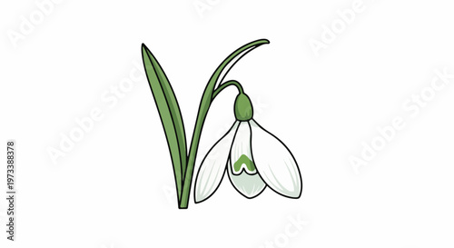 A simple, clean cartoon illustration of a delicate white snowdrop flower with green stem and leaves