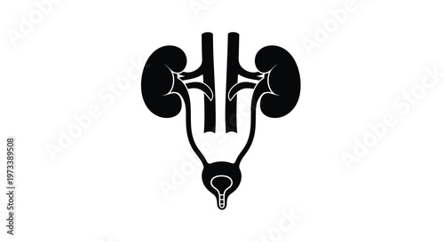 Anatomical illustration depicting the kidneys ureters bladder and urethra silhouette
