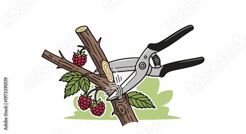 Garden pruners cut a branch of a raspberry bush with ripe berries and green leaves