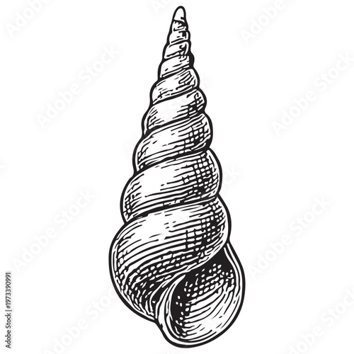 Spiral Cone Seashell Illustration for Marine Life, Coastal Design, and Ocean Nature Projects