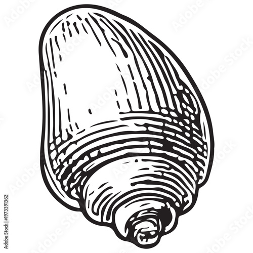 Cone Snail Seashell Illustration for Marine Biology, Ocean Texture, and Coastal Design
