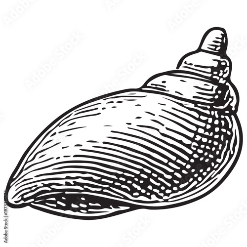 Smooth Conch Seashell Illustration for Beach Decor, Ocean Nature, and Marine Design