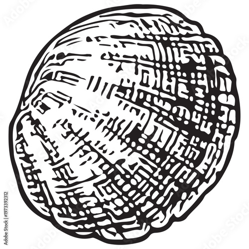 Clam Seashell Illustration for Ocean Life, Beach Decor, and Marine Biology Design