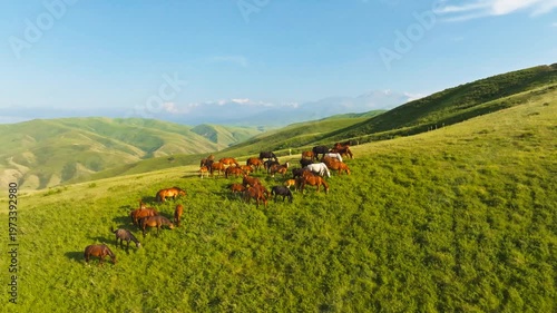 Herd of horses stands peacefully in a vast hilly meadow in Kyrgyzstan. Drone view with truck to the left camera movement.
