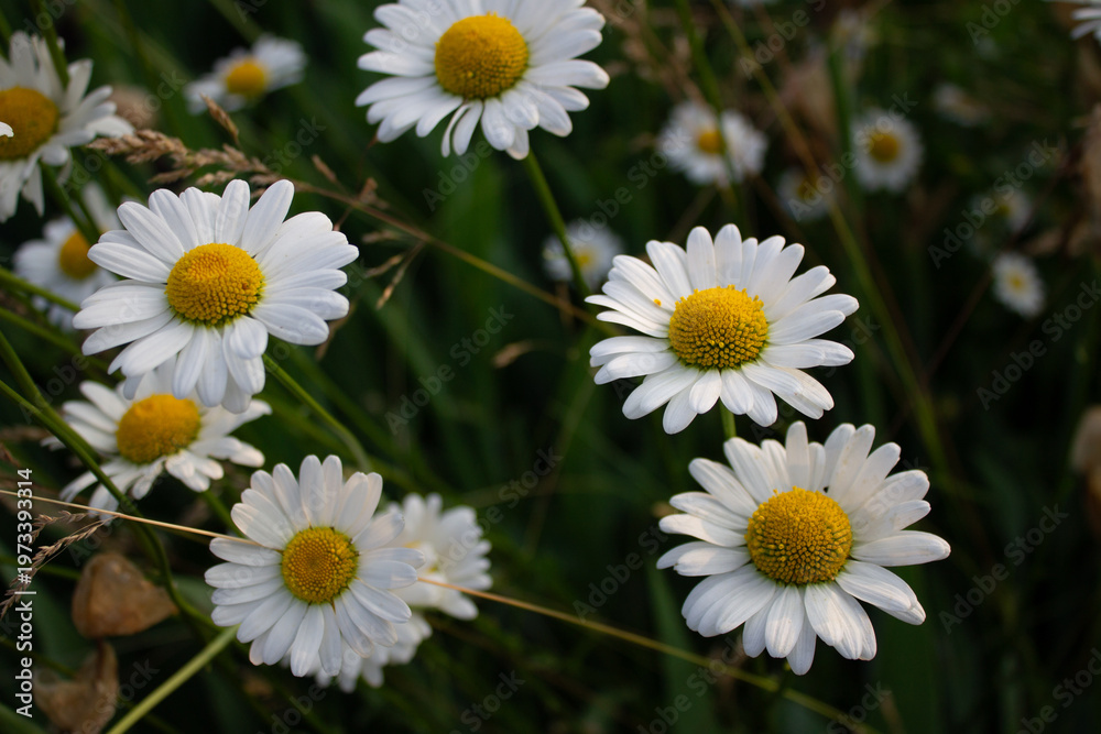 Obraz premium daisies in a garden