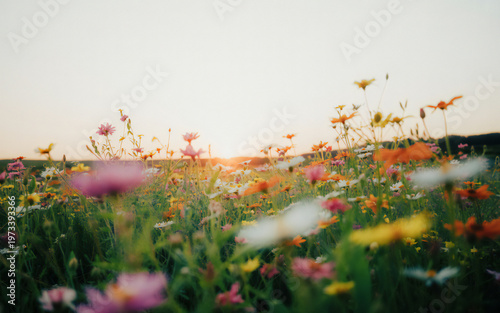 Vibrant wildflower meadow at sunset a colorful and dreamy floral landscape