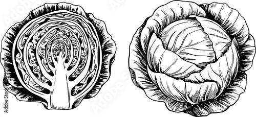 Detailed black and white line of a whole cabbage and a cross section of a cabbage