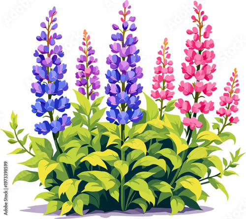Pink and blue lupine flowers bush with vibrant blooming spikes, colorful spring garden floral illustration isolated on white