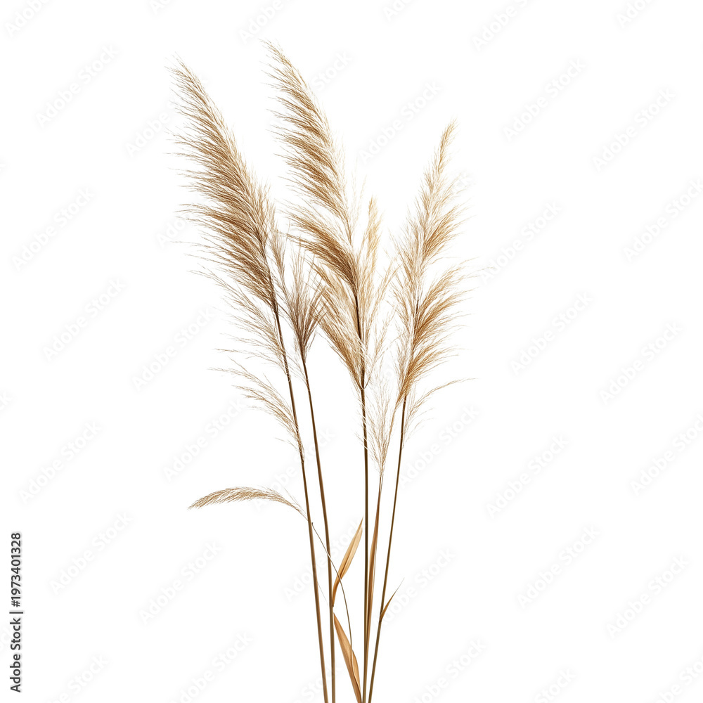 Fototapeta premium Miscanthus sinensis Gracillimus isolated on white background png