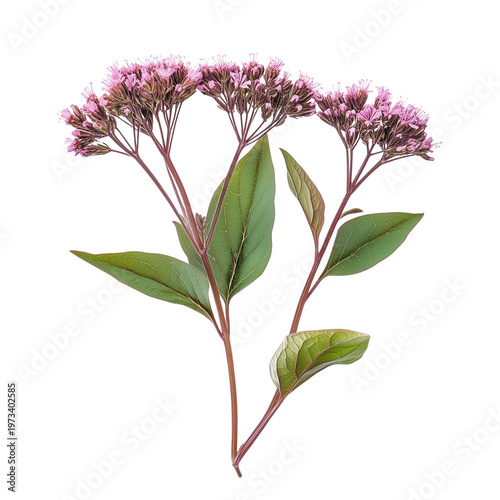 Eupatorium purpureum commonly known as purple Joe-Pye weed or sweetscented joe pye weed isolated on white background png