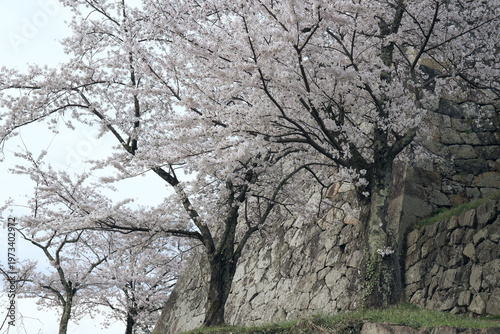 鳥取県米子市の春の米子城跡