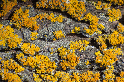 Yellow lichen on tree bark. Background and texture of bark and lichen.