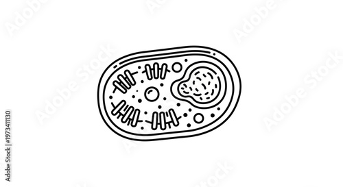 Outline illustration of a mitochondrion, the powerhouse of the cell, with internal structures.