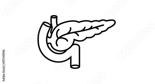 Pancreas and Duodenum Anatomy Icon, Medical Illustration, Line Art