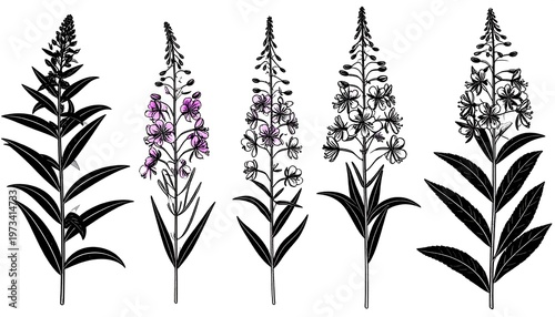 A stylized illustration showing five different Fireweed plant arrangements with varying bloom and color detail