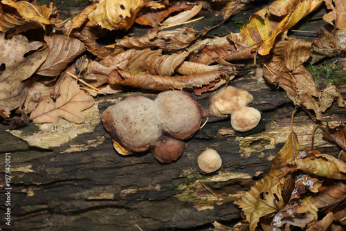 A bracket fungus grows on an old fallen log surrounded by dry autumn leaves in the forest. The texture of the tree bark and the organic shapes of the mushrooms create an interesting natural pattern.