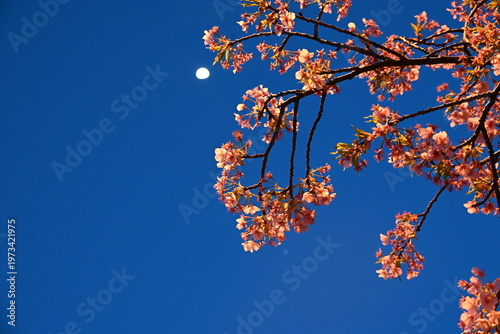 Tableau sur toile Kawazu cherry blossom in February