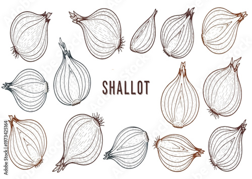 Elegant hand-drawn shallot illustrations in vintage style, a botanical collection for culinary designs and healthy food concepts