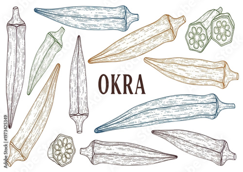 Illustration of fresh okra pods in various angles and sizes on a white background