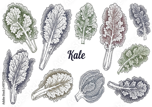 Detailed botanical vector illustration featuring a diverse assortment of fresh kale leaves for healthy food designs
