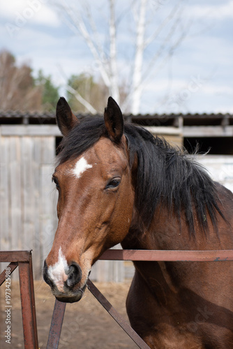 Brown horse standing behind metal paddock fence at farm. Domestic animal portrait on ranch. Equestrian life, rural lifestyle and nature concept. Horseback riding and livestock theme.