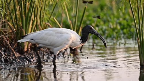 White Ibis Foraging in Lush Wetland Reeds at Golden Hour