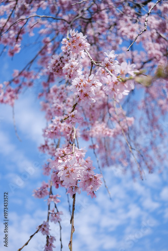 青空バックの枝垂れ桜