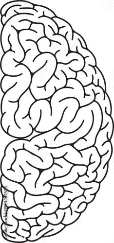 Brain anatomy illustration showing detailed neural pathways and cerebral cortex structure in minimalist line art style for medical study