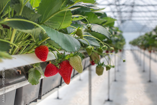 A high-tech strawberry greenhouse featuring long symmetrical rows with ripening strawberries
