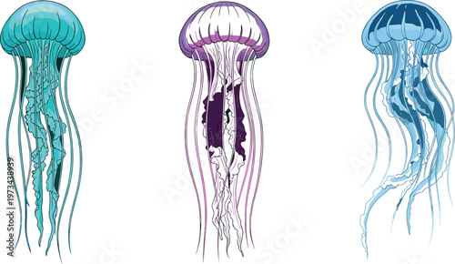 Jellyfish collection with transparent ocean creatures in different colors, marine life illustrations in detailed vector style set