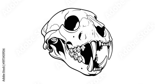 Jaguar Skull Illustration - Feline Anatomy Drawing