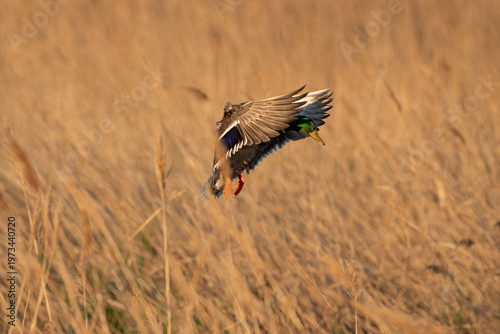 Photos Male mallard (Anas platyrhynchos) landing on water in wetland habitat, Rafalell i Vistabella marsh, Valencia, Spain