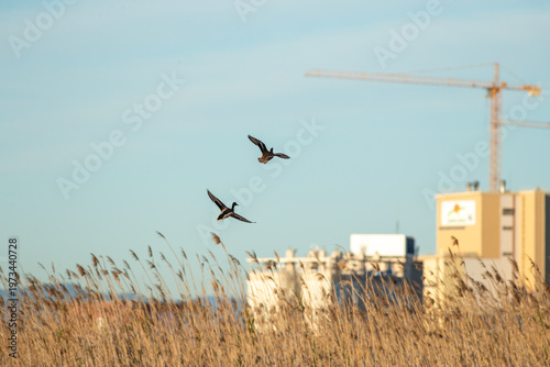 Photos Pair of mallards (Anas platyrhynchos) flying in wetland habitat, Rafalell i Vistabella marsh, Valencia, Spain