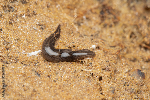 Obraz na plátně Invasive land planarian (Obama cf