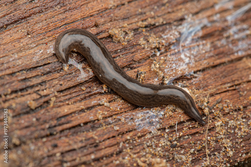 Photos Invasive land planarian (Obama cf
