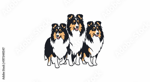 Three collies standing together, their fur is black, white and tan