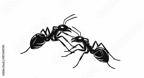 Two black ants in close proximity, appearing to interact