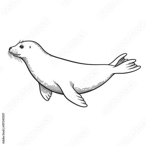 A simple black and white illustration of a seal swimming.