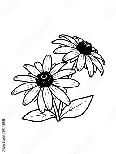 Line art black eyed susan on white 