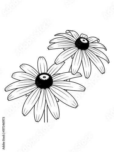 Line art black eyed susan isolated 