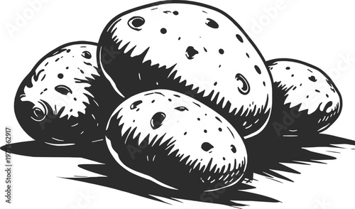 Black and White Potato Illustration Vintage Style Hand Drawn Organic Vegetable Sketch.