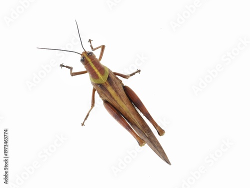 фотографія Top view of a brown grasshopper (Valanga nigricornis) with yellow details isolated on a clean white background