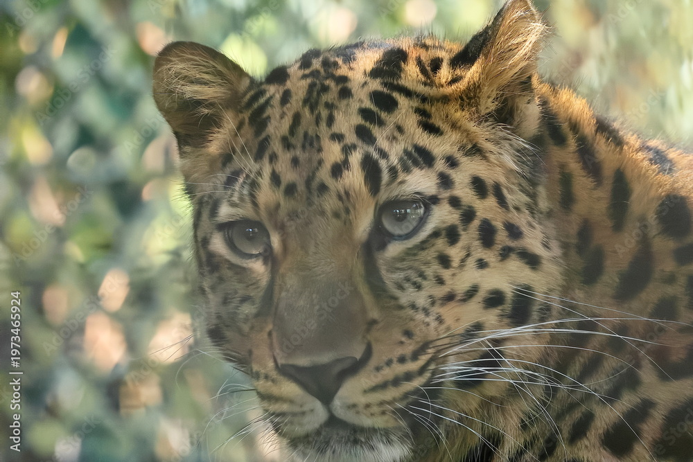 Fototapeta premium アムールヒョウ