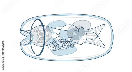 Abstract scientific illustration of a fish embryo in early development, showing internal organs and skeletal structures within the egg.