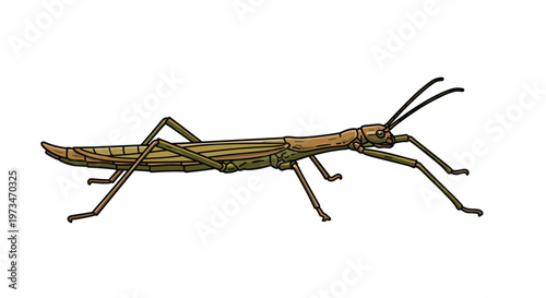 Master of camouflage, a stick insect, showcasing its elongated body and slender legs, perfectly mimicking a twig in its natural habitat.