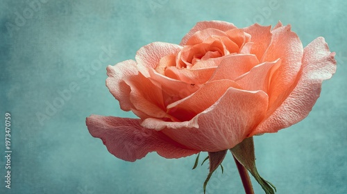 Elegant close up of a single, vibrant peach colored rose against aquamarine background