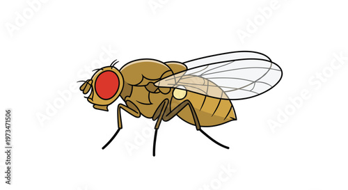 Common fruit fly, a small insect often used in scientific research, showcasing its distinctive red eyes and transparent wings.