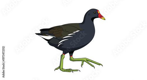 Graceful common moorhen, a distinctive water bird, showcasing its red beak, frontal shield, and long, green legs adapted for marshy habitats.