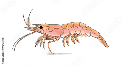 Delicious-looking pink shrimp, a popular seafood, showcasing its segmented body and long antennae, ready for culinary preparation.